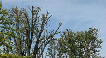 Tree Pruning