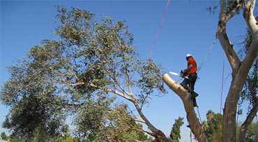 Tree Crowning