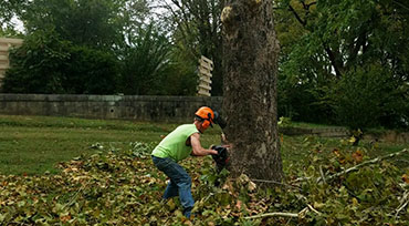 Tree Cutting