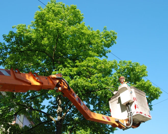 Tree Services