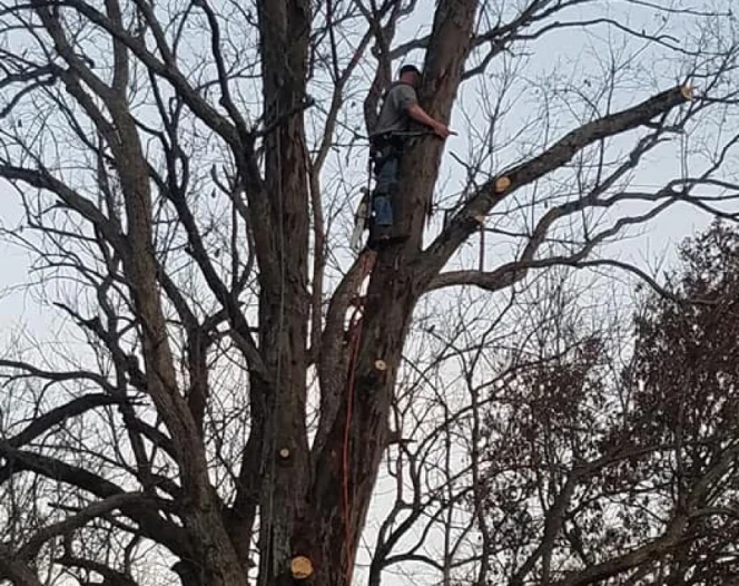 huge tree service