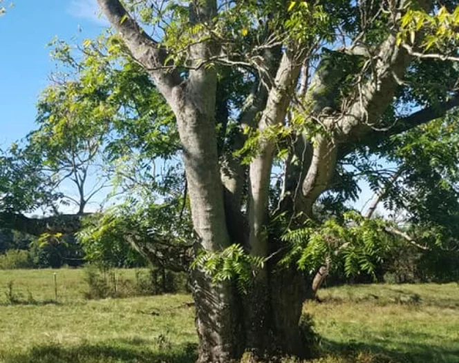 tree removal service