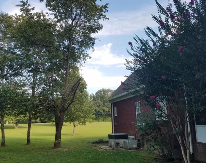 tree services