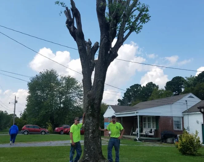tree trimming service